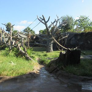 Chimpanzee Exhibit