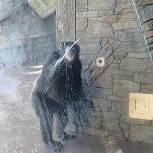 Chimpanzee Exhibit - Chimp Operated Water Fountain