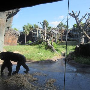 Chimpanzee Exhibit