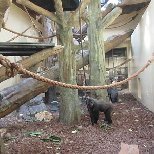 Gorillas of the African Forest - Day Room