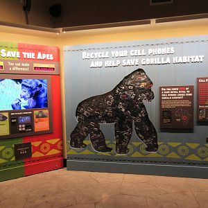 Gorillas of the African Forest - Cellphones Galore!