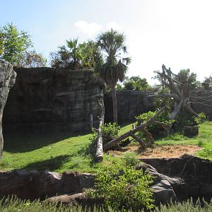 Chimpanzee Exhibit
