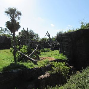 Chimpanzee Exhibit