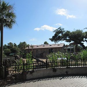 Masai Giraffe/Ostrich/Grant's Zebra Exhibit (as seen from cafe patio)