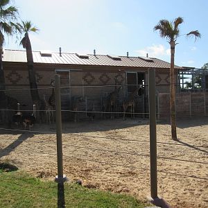 Masai Giraffe/Ostrich/Grant's Zebra Exhibit