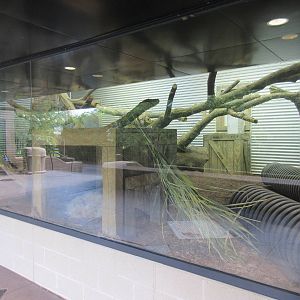 Common Wombat Exhibit - with constant glare on windows all day