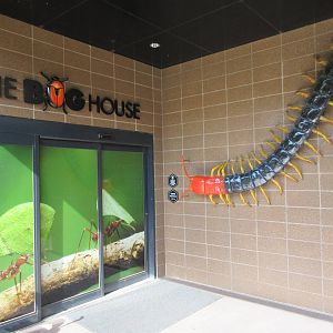 Bug House - Entrance
