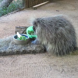 Children's Zoo - North American Porcupine