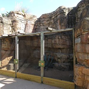Children's Zoo - Greater Roadrunner/Texas Tortoise Exhibit