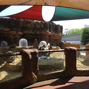 Children's Zoo - Banded Mongoose Exhibit