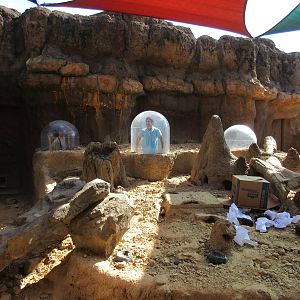 Children's Zoo - Banded Mongoose Exhibit (with humans!)
