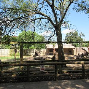 Eastern Giant Eland/Marabou Stork Exhibit