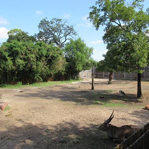 Eastern Giant Eland/Marabou Stork Exhibit