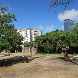 Nyala/Grant's Zebra Exhibit