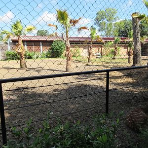 Bongo/Marabou Stork Exhibit