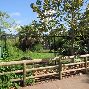 Red-Crowned Crane Exhibit #1