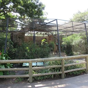 Waldrapp Ibis/African Spoonbill Exhibit