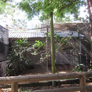 Northern Helmeted Currasow/Plush-Crested Jay Exhibit