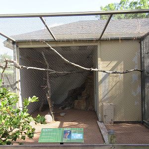 St. Vincent Amazon Parrot Exhibit #1 (only ones of their kind in U.S.A.?)