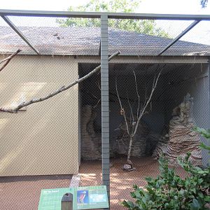St. Vincent Amazon Parrot Exhibit #2