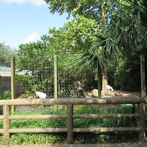 Red-Crowned Crane Exhibit #2