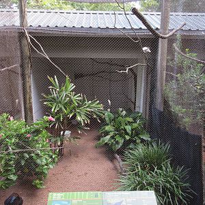 Palawan Peacock Pheasant/Bali Mynah Exhibit