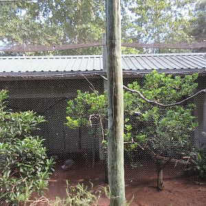 Kagu + Black-Throated Laughing Thrush Exhibit