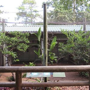 Lesser Bornean Crested Fireback/Blue-Crowned Motmot Exhibit