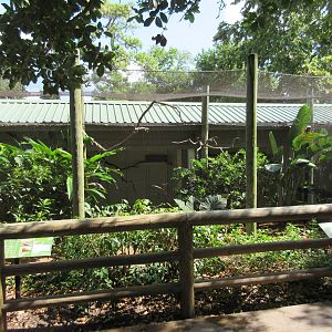 Andean Cock-of-the Rock Exhibit