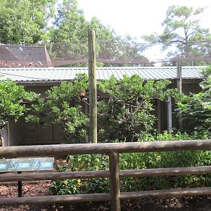 Malayan Crestless Fireback/Red-Knobbed Imperial Pigeon/Mariana Fruit Dove E