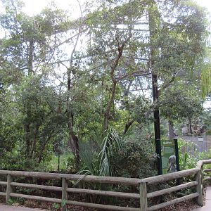Shoebill Stork Aviary
