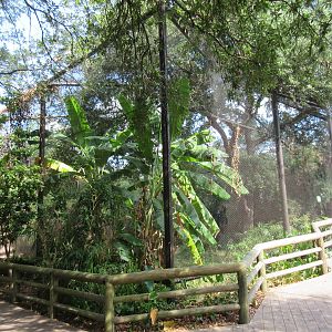 Shoebill Stork Aviary