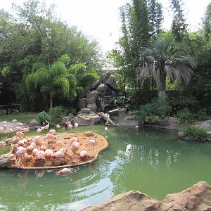 Chilean Flamingo Lagoon