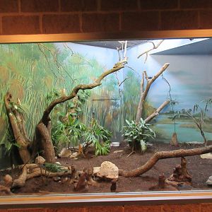 Tropical Bird House - White-Bellied Go-Away Bird Exhibit