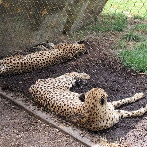 Cheetahs