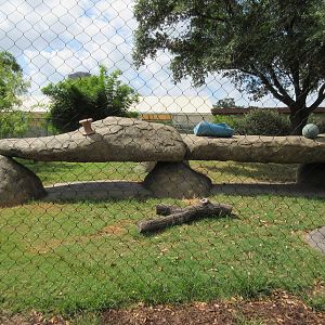 Cheetah Exhibit - hideous rockwork