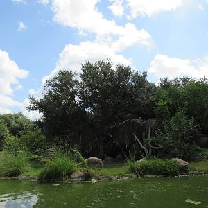 African Lion Exhibit
