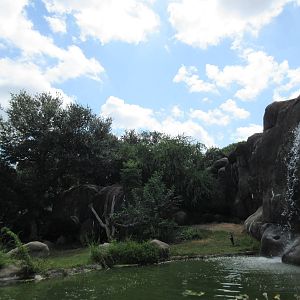 African Lion Exhibit