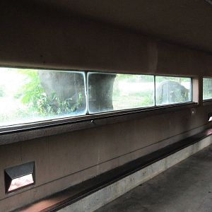 African Lion Exhibit - Viewing Tunnel