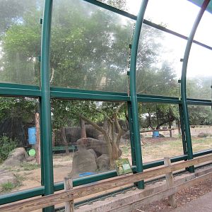 African Lion Exhibit