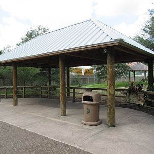 African Wild Dog Exhibit