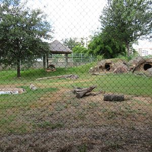 African Wild Dog Exhibit