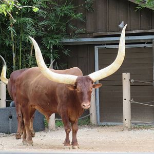 Ankole Cattle - enormous specimen