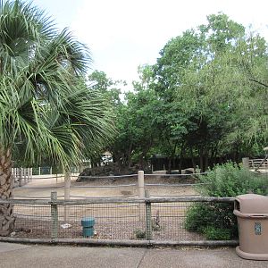 Ankole Cattle Exhibit