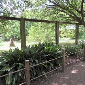 Maned Wolf/Giant Anteater Exhibit