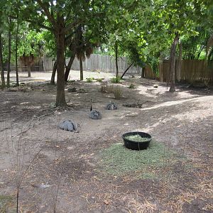 Baird's Tapir/Capybara/Greater Rhea Exhibit