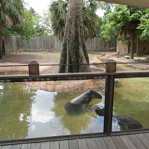 Baird's Tapir/Capybara/Greater Rhea Exhibit