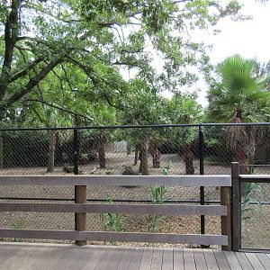 Bongo/Yellow-Backed Duiker/Southern Ground Hornbill Exhibit