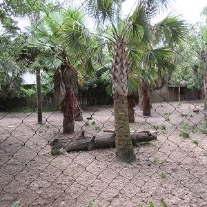 Bongo/Yellow-Backed Duiker/Southern Ground Hornbill Exhibit