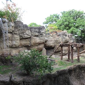 Rotational Exhibit - American Black Bear/Andean Bear